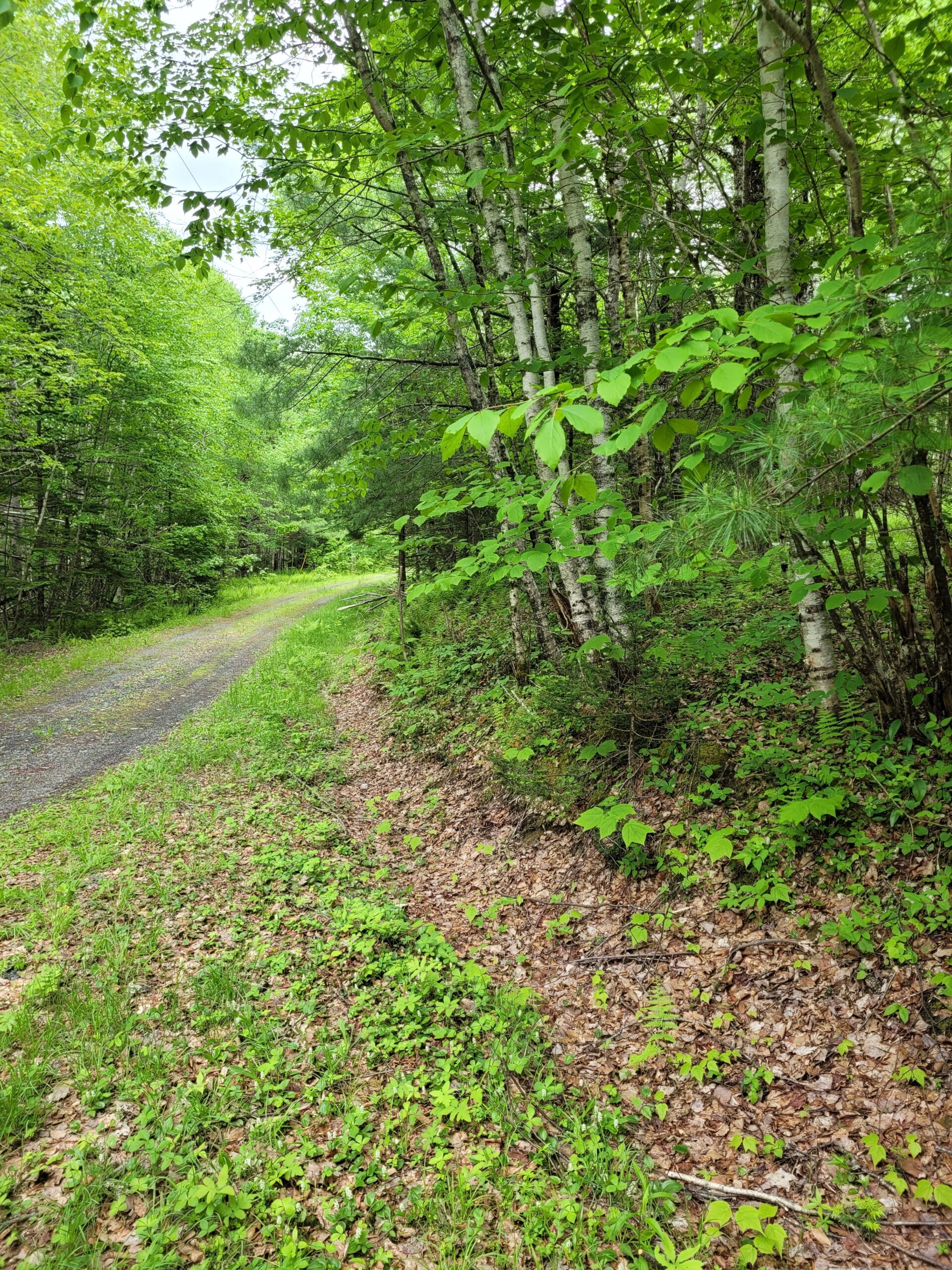 Lunenburg County land for sale