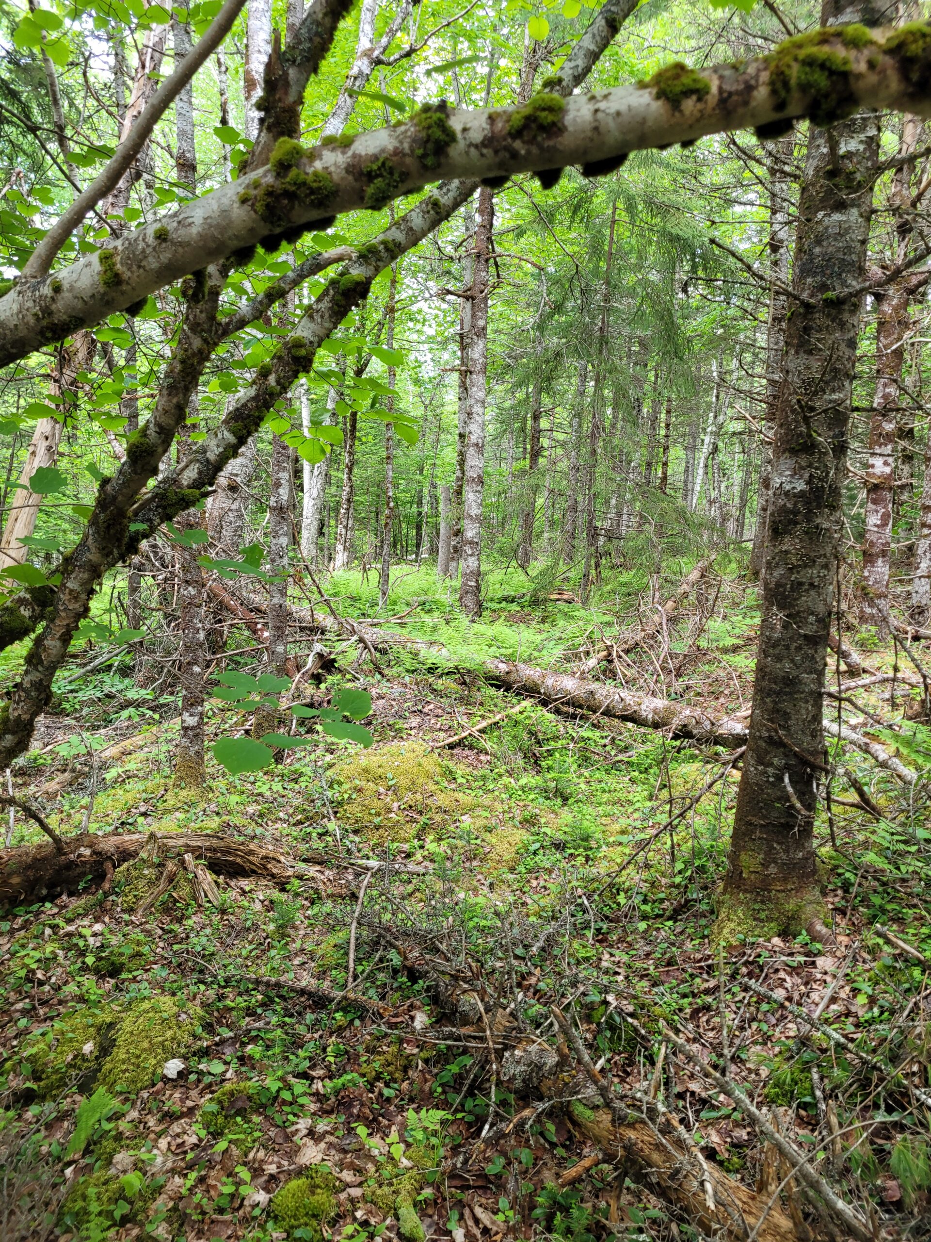 9.2 acres, Lunenburg County