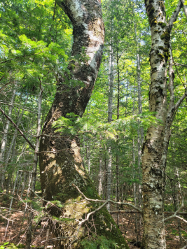 Large tree in forest