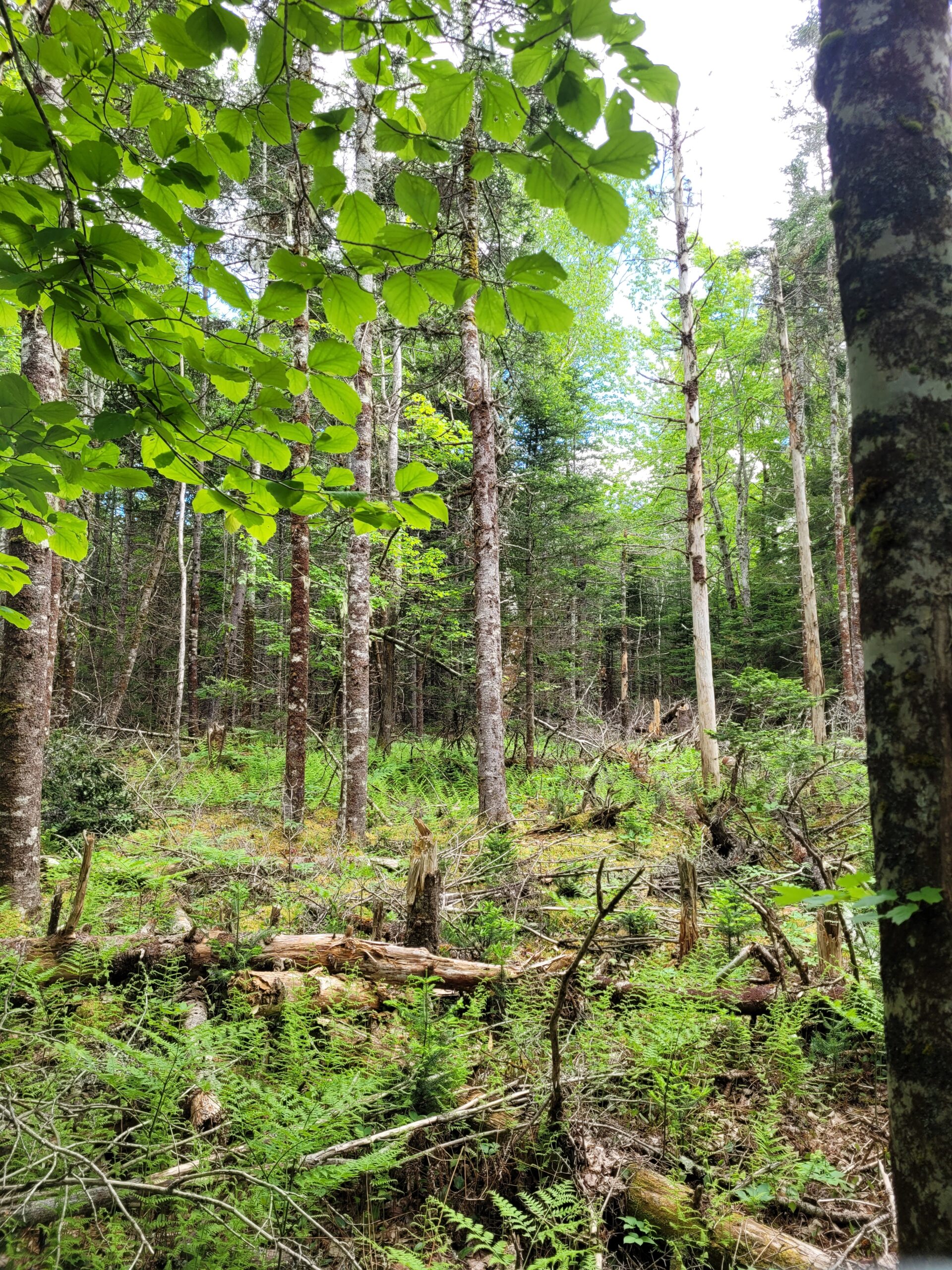 Lunenburg vacant land for sale - 9.2 acres