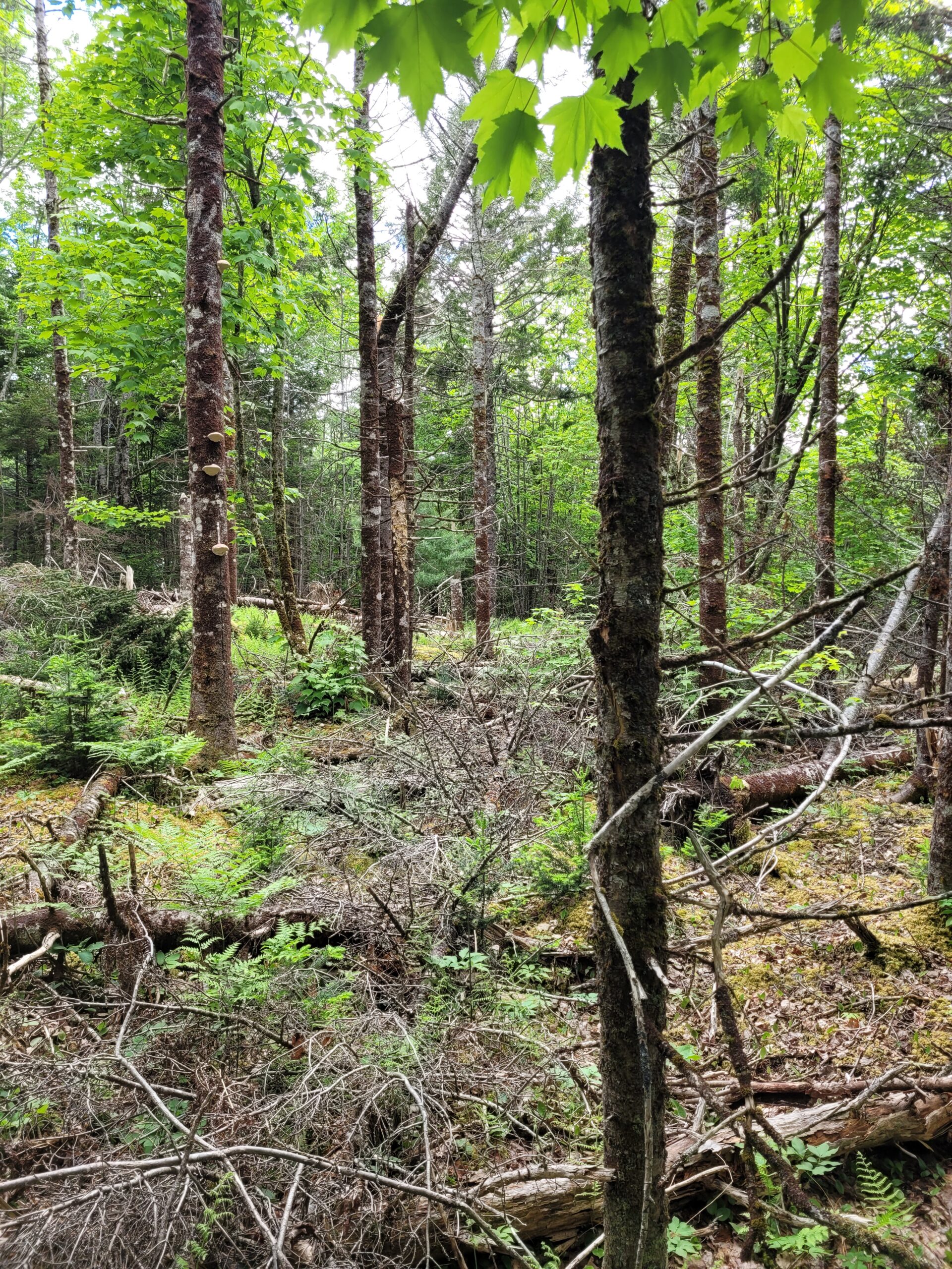 Lake Fisher Lunenburg land for sale